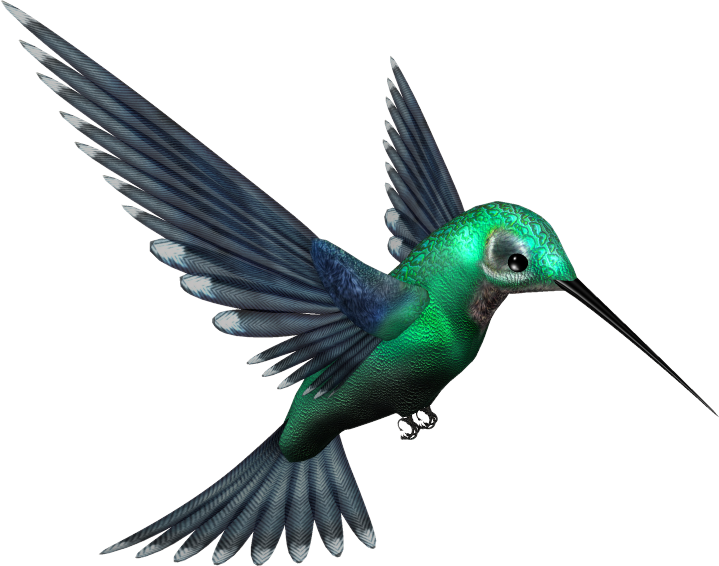 green hummingbird