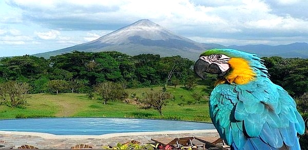 pappagallo-ammira-vulcani-costa-rica