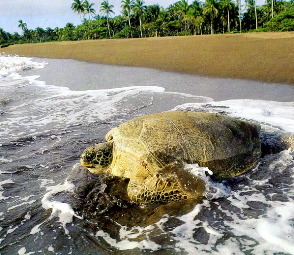 Tortuguero-Costa-Rica-tartaruga-sulla-spiaggia