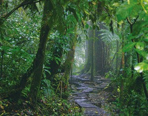monteverde.parco.costa.rica