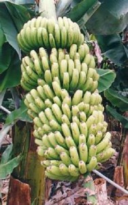platano.mangiare.e.bere.in.costa.rica
