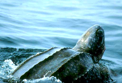 tartaruga liuto-che-nuota-nell-oceano-pacifico-del-costa-rica