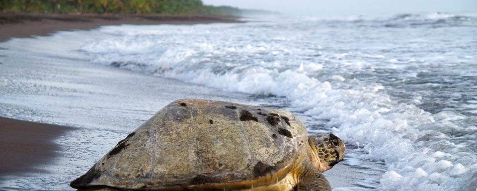 tartaruga-gigante-del-costa-rica-sulla-spiaggia