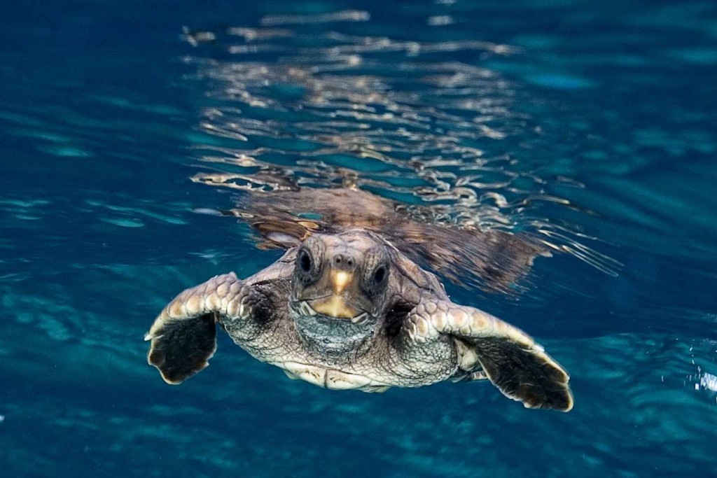 Tartaruga che nuota nell'oceano