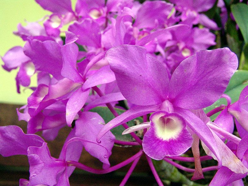 Orchidee-Costa-Rica_National-Flower-pg