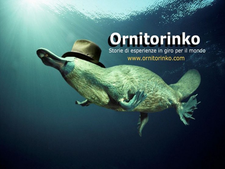ornitorinko1-739x554