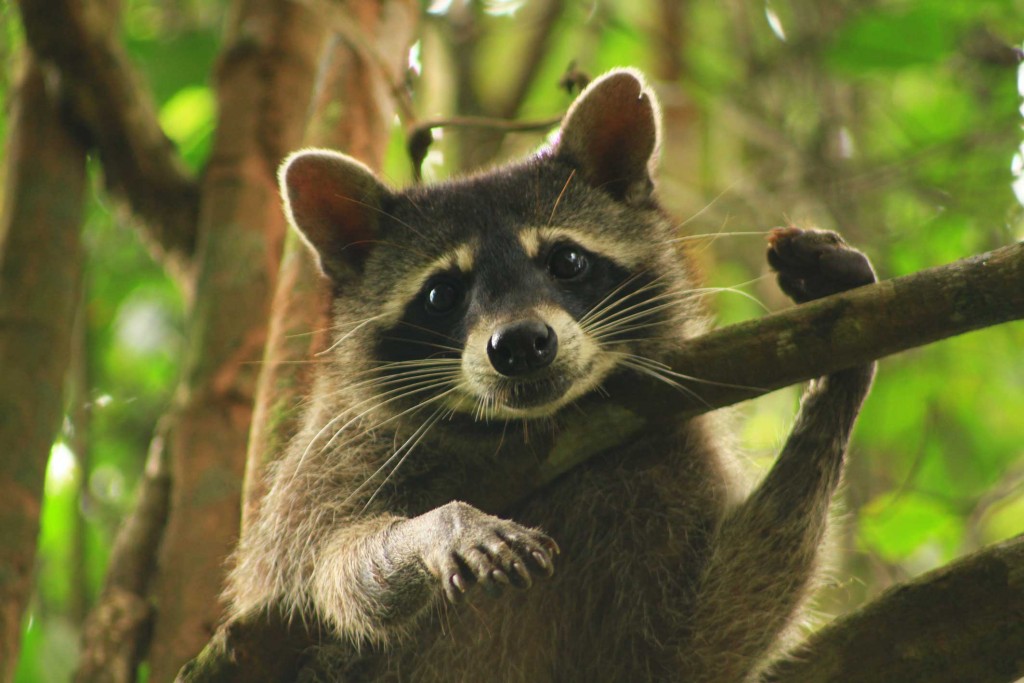 mapache-della-costa-rica