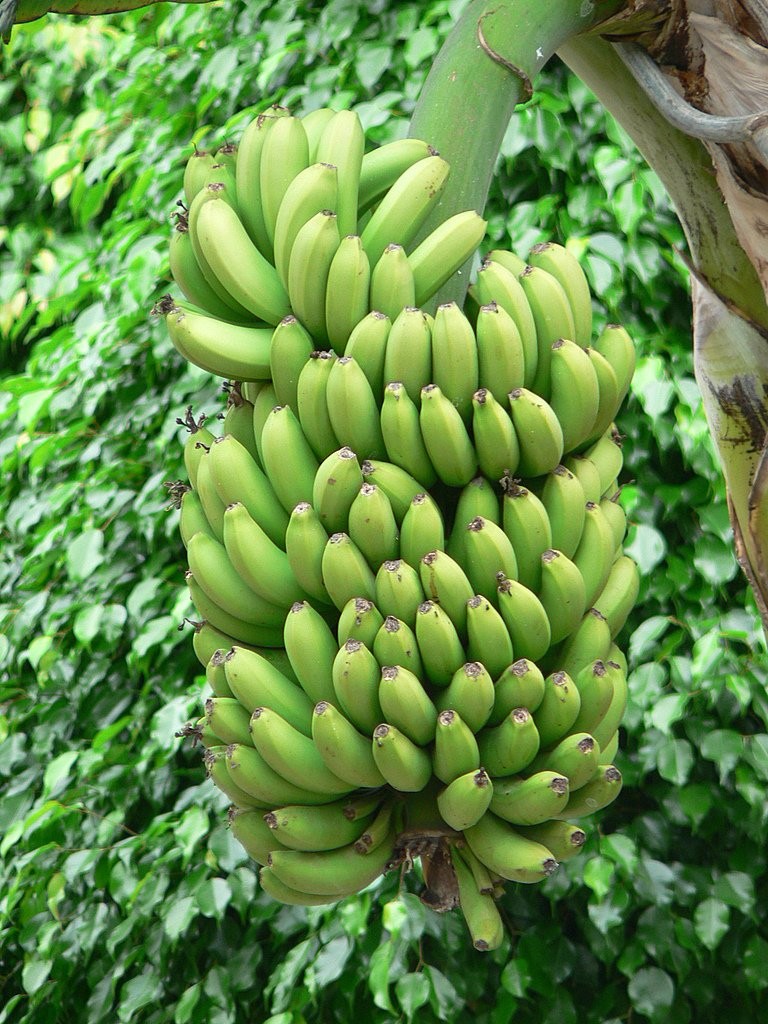 banane-costarica-le-migliori-al-mondo