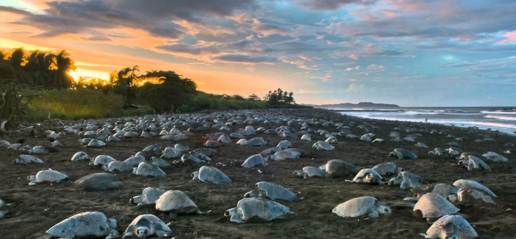 natura-costa-rica-tartarughe-arrivo